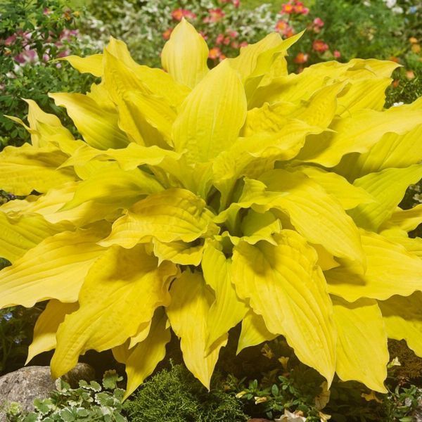 Хоста Lipstick Blond 12661 фото