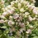Флокс Creme de la Creme 31128 фото 3