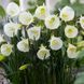 Нарцис мініатюрний White Petticoat 6+ 31601 фото 2