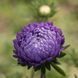 Насіння Квіти Айстра Піоновидна Блауер Турм 0,25 г Насіння України 21415 фото 2