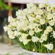 Нарцис мініатюрний White Petticoat 6+ 31601 фото 3