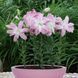 Лилия Махровая восточная Lotus Elegance 14/16 30855 фото 5
