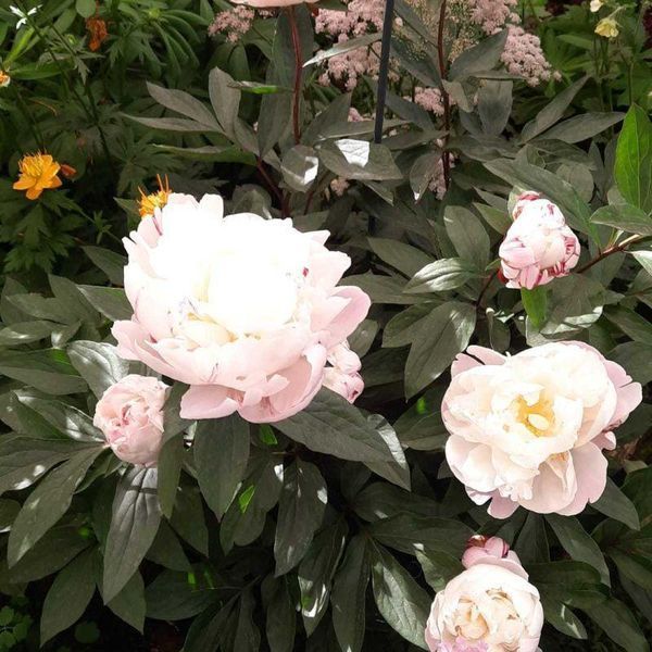 Півонія Gardenia 3/5 21122 фото