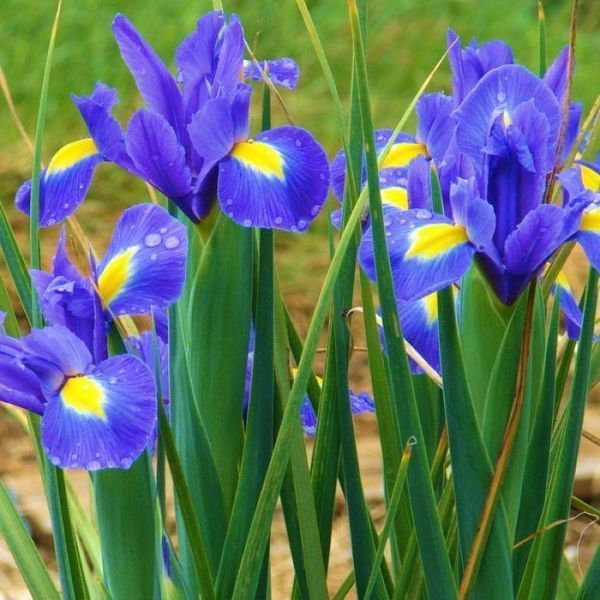 Ірис Голландський Blue Magic опт 32063 фото
