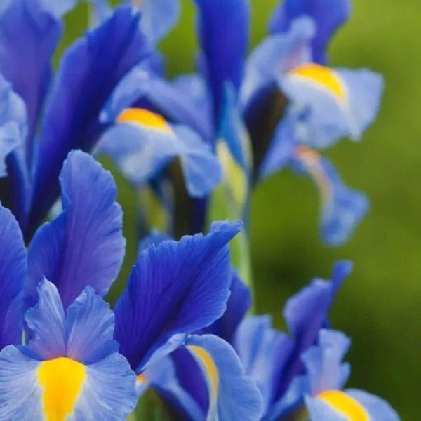 Ірис Голландський Blue Magic опт 32063 фото