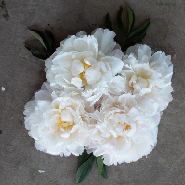 Півонія Gardenia 3/5 21122 фото