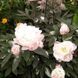 Півонія Gardenia 3/5 21122 фото 3
