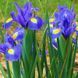 Ірис Голландський Blue Magic опт 32063 фото 3