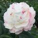 Півонія Gardenia 3/5 21122 фото 1