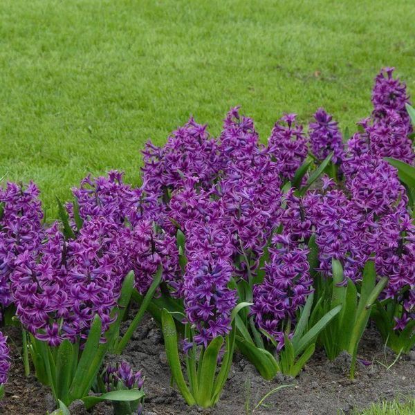 Гіацинт Purple Storm 17/18 10324 фото