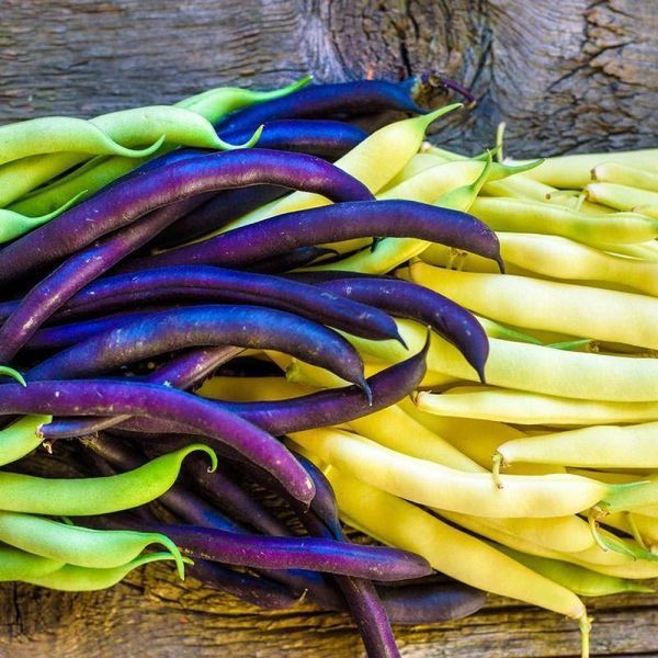 Насіння Квасоля спаржева Романо і Барлотті суміш 50 шт СМ 10538 фото