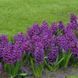 Гіацинт Purple Storm 17/18 10324 фото 3