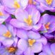 Крокус ботанический Barr's Purple 5+ 30055 фото 1