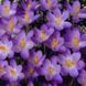 Крокус ботанический Barr's Purple 5+ 30055 фото 2