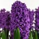 Гіацинт Purple Storm 17/18 10324 фото 1