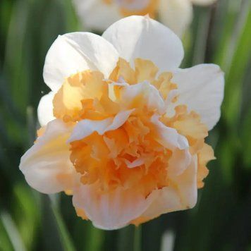 Нарцисс махровый Peach Prince 14/16 30091 фото