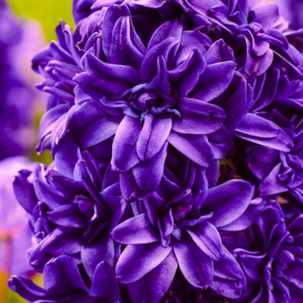 Гіацинт махровий Purple 14/15 (фіолетовий) 30109 фото