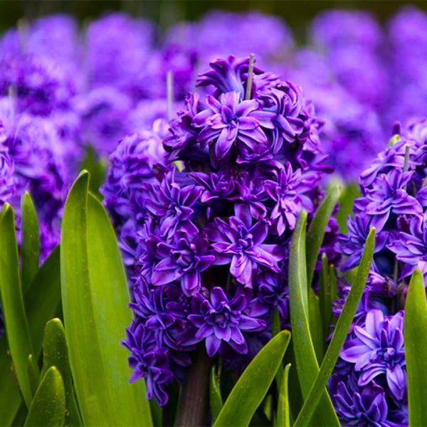 Гіацинт махровий Purple 14/15 (фіолетовий) 30109 фото