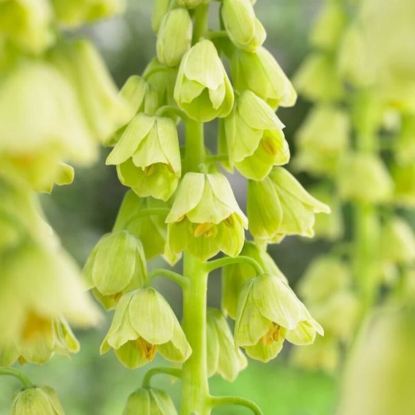 Фритилария Persica Ivory Bells 20/+ 12933 фото