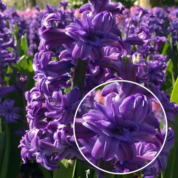 Гіацинт махровий Purple 14/15 (фіолетовий) 30109 фото