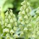 Фритилария Persica Ivory Bells 20/+ 12933 фото 1