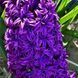 Гіацинт махровий Purple 14/15 (фіолетовий) 30109 фото 1
