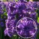 Гіацинт махровий Purple 14/15 (фіолетовий) 30109 фото 2