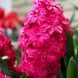 Гіацинт махровий Red Diamond 14/15 (червоний) 30108 фото 1