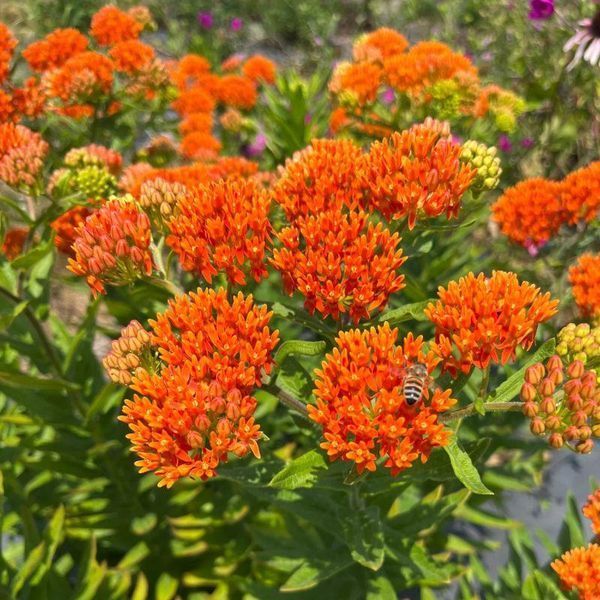Ваточник (Asclepias) tuberosa 32073 фото