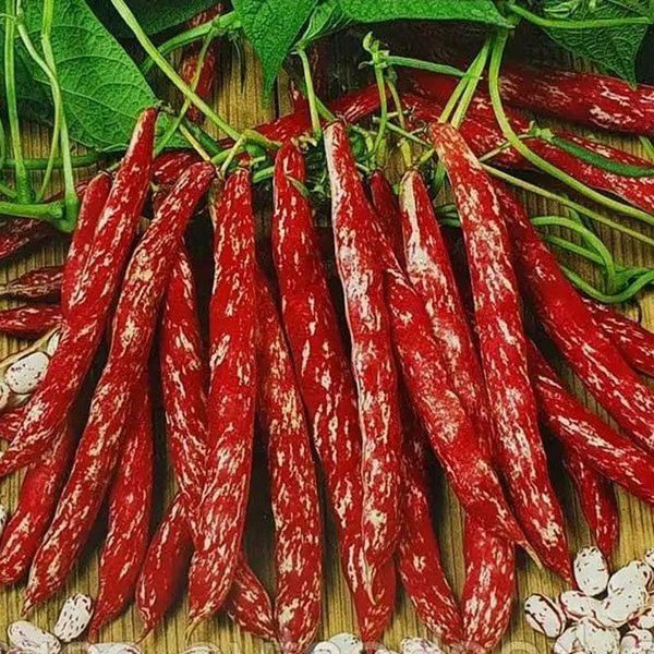 Насіння Квасоля Спаржева БОРЛОТТО 15г (Насіння України) 32290 фото