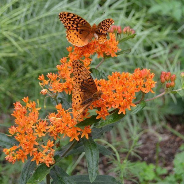 Ваточник (Asclepias) tuberosa 32073 фото