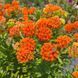 Ваточник (Asclepias) tuberosa 32073 фото 3