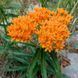 Ваточник (Asclepias) tuberosa 32073 фото 1