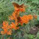 Ваточник (Asclepias) tuberosa 32073 фото 2