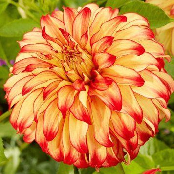Жоржина декоративна Lady Darlene 30624 фото