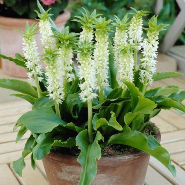 Эукомис autumnalis ssp autumnalis 14/16 30595 фото