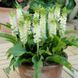 Эукомис autumnalis ssp autumnalis 14/16 30595 фото 3