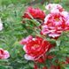 Півонія Shima Nishiki 20789 фото 2