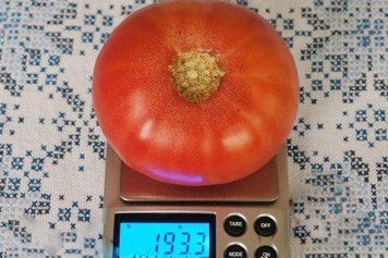 Насіння Томат Мамонт 20 нас.(від колекціонера) 20367 фото