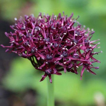 Алліум декоративний Atropurpureum 10/+ 12907 фото