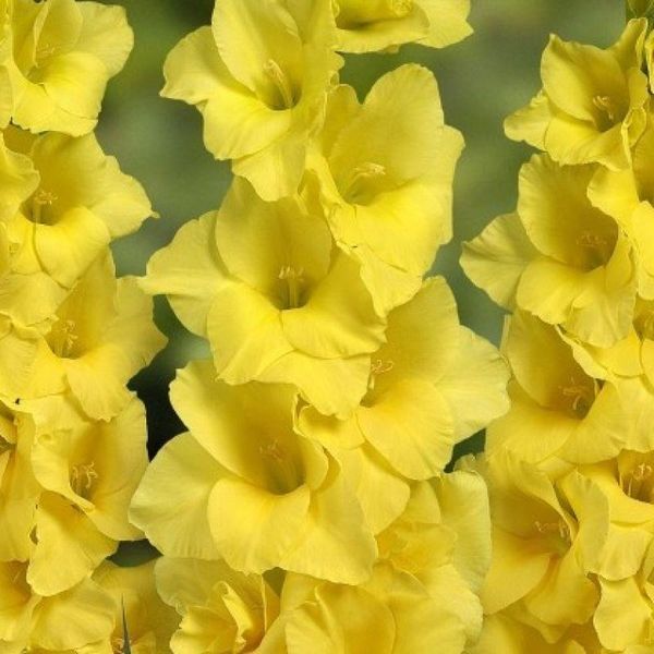Гладіолус Yellowa 3 шт 32477 фото