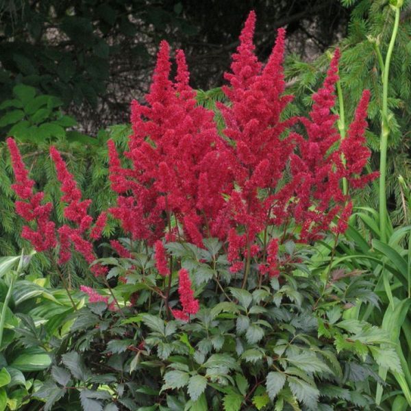 Астильба Etna 12705 фото