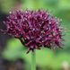 Алліум декоративний Atropurpureum 10/+ 12907 фото 1