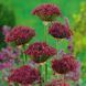 Алліум декоративний Atropurpureum 10/+ 12907 фото 2