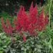 Астильба Etna 12705 фото 2