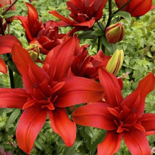 Лилия Махровая азиатская Red Twin 14/16 30849 фото