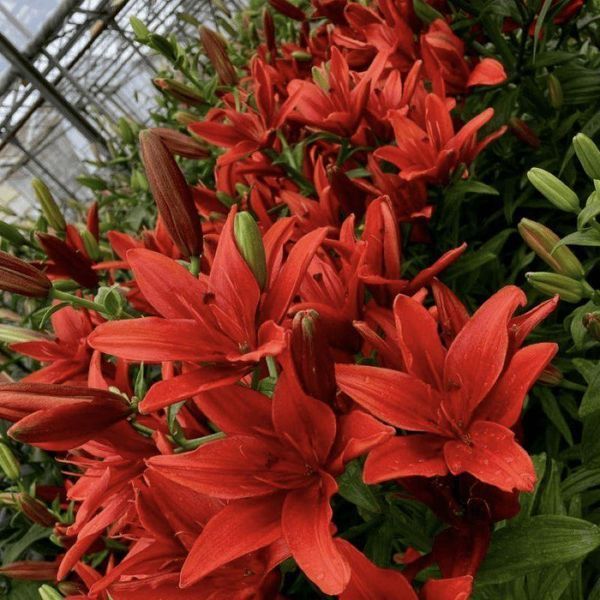 Лилия Махровая азиатская Red Twin 14/16 30849 фото