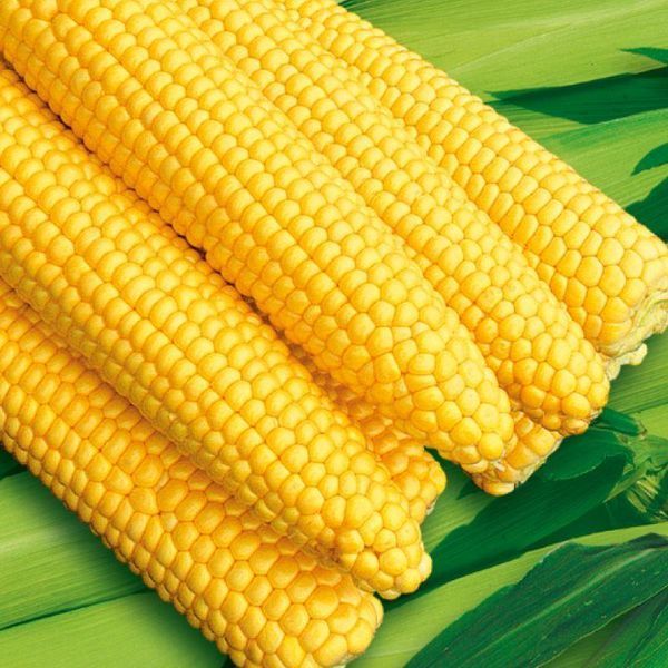 Насіння Кукурудза Бурштиновий острів 20 г СМ 32378 фото