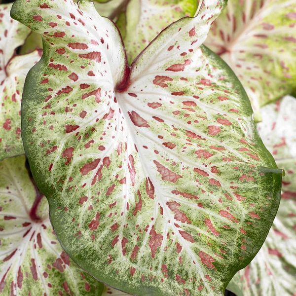 Колладиум Gingerland 10914 фото