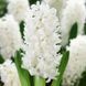 Гиацинт White Pearl 14/15 11472 фото 1
